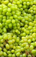 100 GREEN GRAPES TREE SEEDS  -