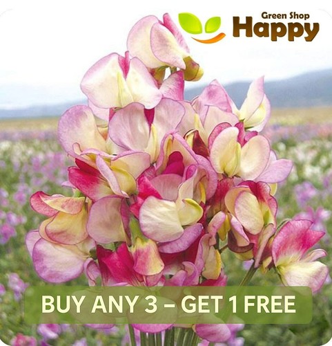 Sweet pea spanish dancer - sweet,