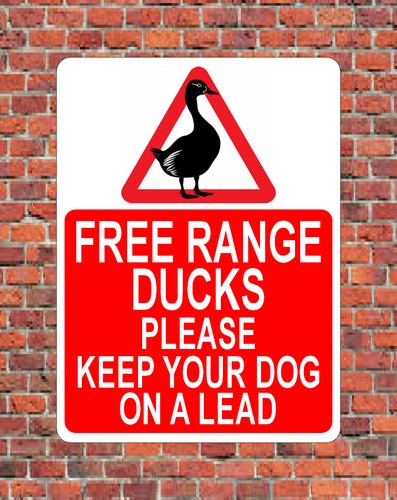 Free range ducks - ducks, dogs