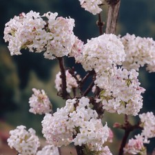 Flowering Shrub, Viburnum