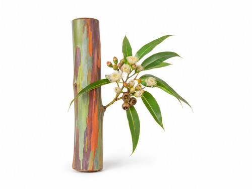 Rainbow gum eucalyptus - rainbow,