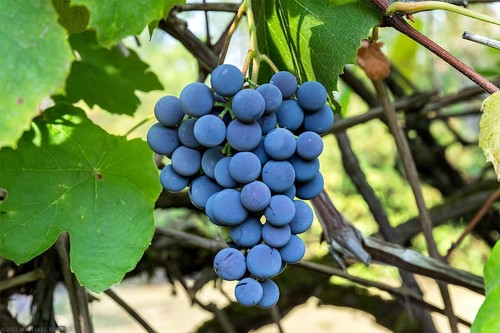 Concord grape vines - ,, vitis