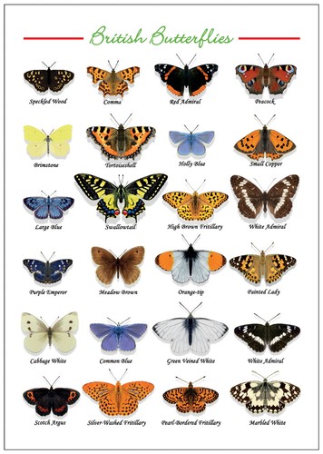 British butterflies 2 - butterflies,