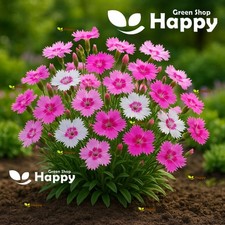SWEETNESS PINK MIX - Dianthus