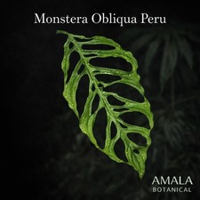 Monstera Obliqua Peru Rare