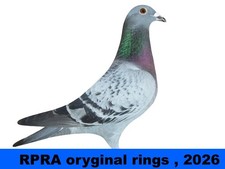 RPRA racing pigeons rings GB 2026 - packet of 10 - UK original + transfer form
