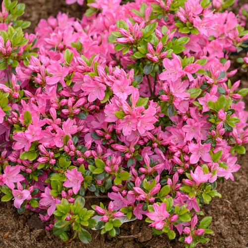 Azalea kermesina plant - kermesina, |