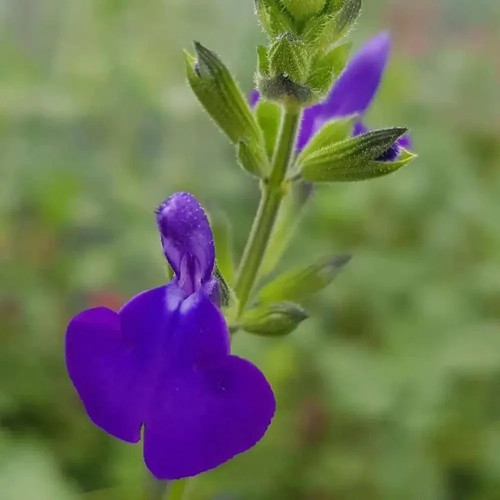 Salvia purple queen - salvia, 'purple