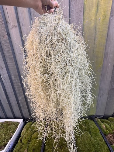 Tillandsia usneoides spanish - tillandsia, (spanish