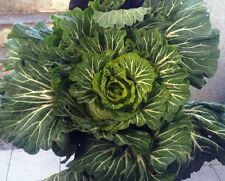 Cabbage-Tronchuda-300+ Organic