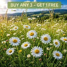 Meadow English Daisy 1000