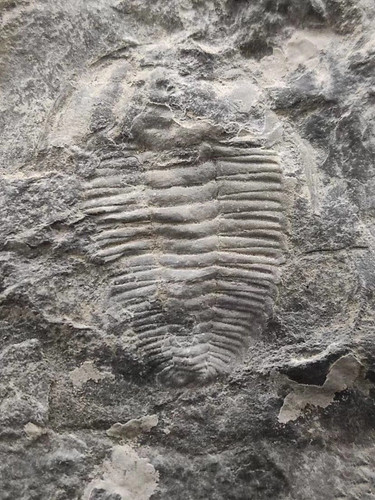 540 million year old - million,