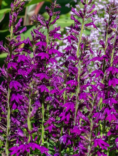 Lobelia vedrariensis purple - lobelia, (purple