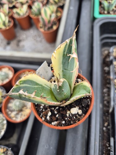 Agave titanota white whale - agave,