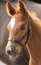 Shires Blenheim Leather Foal