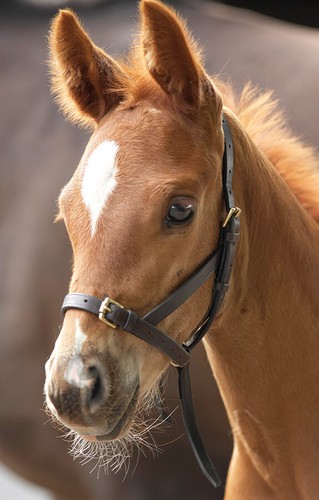 Shires blenheim leather - blenheim,