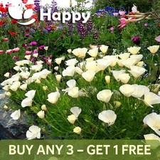 CALIFORNIA POPPY White Cream -