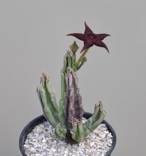 Orbea kwebensis succulent - -,