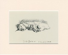 POODLE CUTE ORIGINAL OLD 1937 MOUNTED DOG ART PRINT by LUCY DAWSON MAC