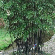 50 Seeds Phyllostachys Nigra