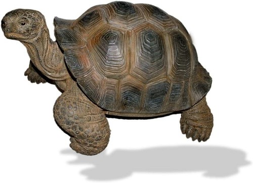 Vivid arts giant tortoise - vivid,
