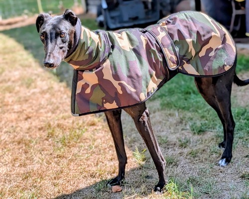 New greyhound lurcher - new,
