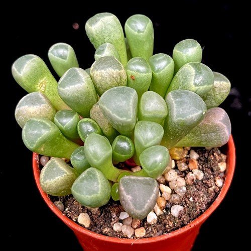 Fenestraria rhopalophylla - fenestraria,