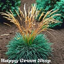 Blue Hair Grass - 300 seeds -