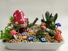 Indoor Garden Fairy Kit Succulent Mixed Plant  Terrarium Present Gift         