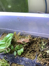 Small Selaginella intermedia