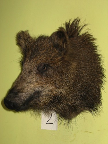 Boar head small - wild,