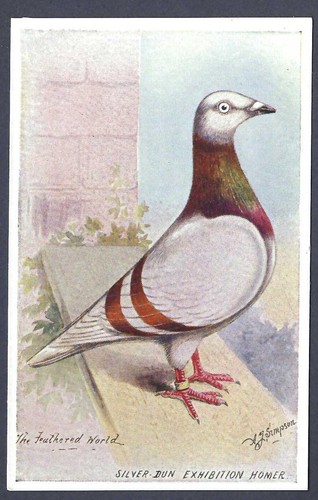 The silver dun - the, silver-dun