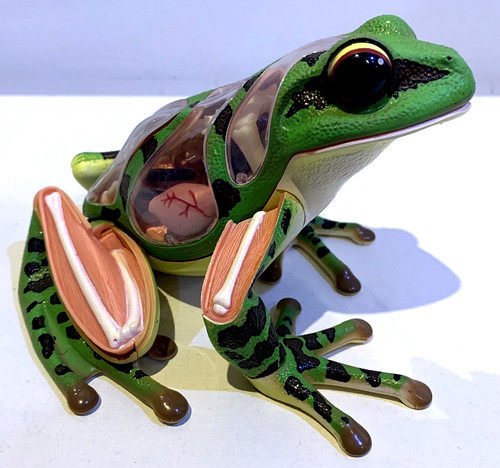 Vision frog anatomy model - vision,