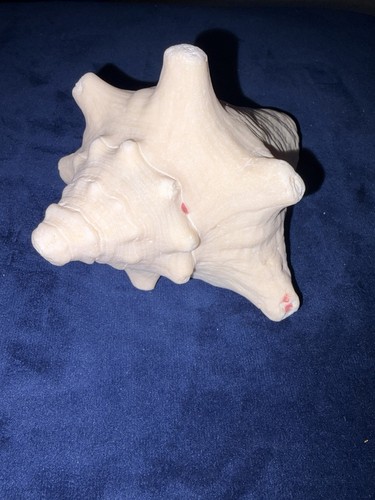 Conch shell large - shell,