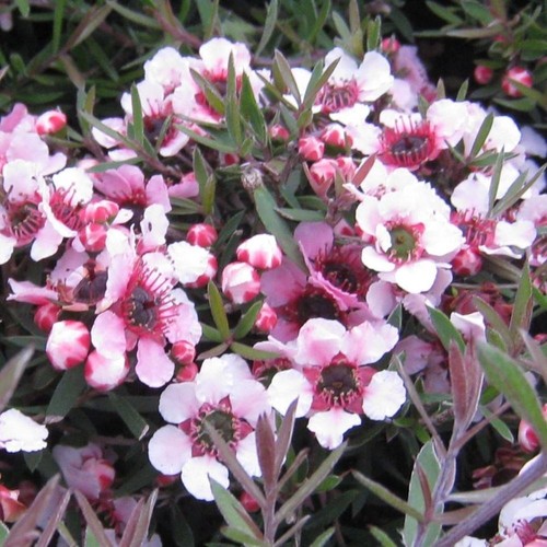 Leptospermum martinii - martinii.,
