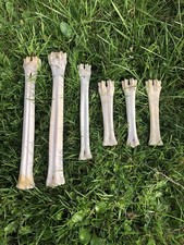 Assorted Tibia Bone Bundle X6
