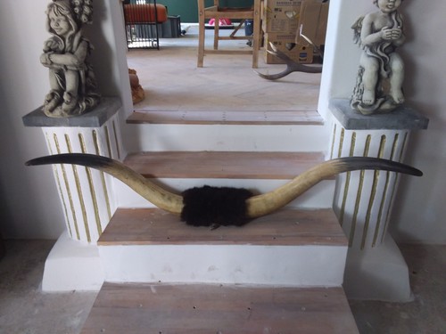 Bull cow longhorn leather - bull,