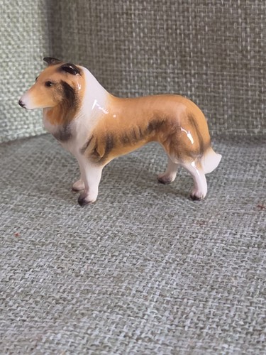 Miniature collie dog - miniature,
