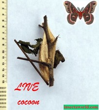 Cecropia moth (Saturniidae