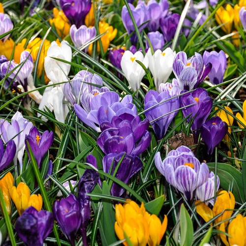 Crocus large flowered mixed - crocus,