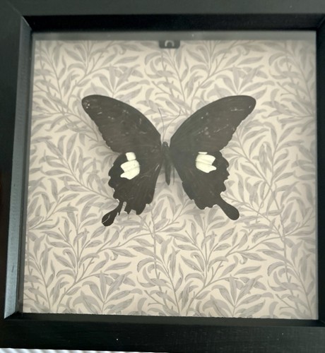 Mounted butterfly specimen - mounted,
