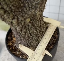 Sale Sale Adenia perrieri