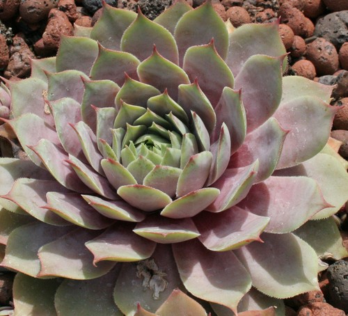 Sempervivum lilac time - -,