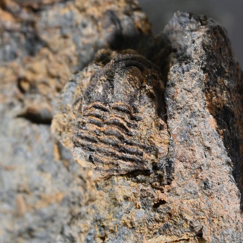 Rare trilobite france - trilobite, otarion
