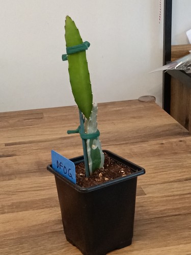 20cm dragon fruit plant - fruit,