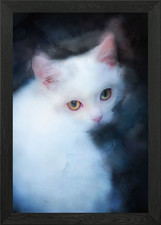 White beautiful kitten Framed