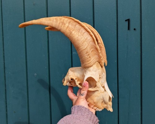 Goat skull skulls bones - skulls,,