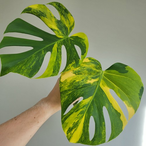 Large form monstera - form, deliciosa