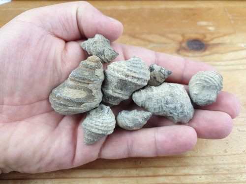 Fossils jurassic snail - fossils,