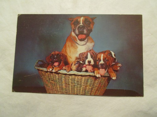 Postcard boxer pups puppies - postcard,